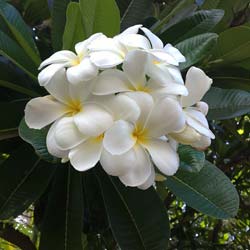 Frangipani blanco